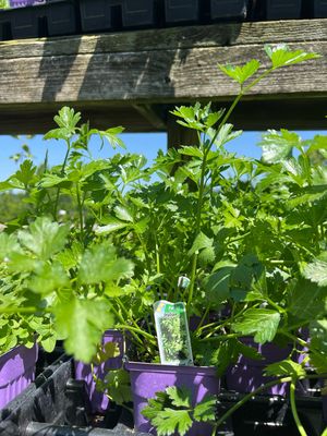 Parsley Italian (Petroselinum) (3" herb pot)