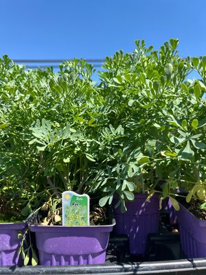 Rue (3" herb pot)