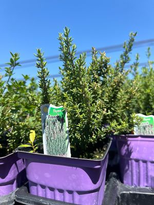 Thyme French (3" herb pot)