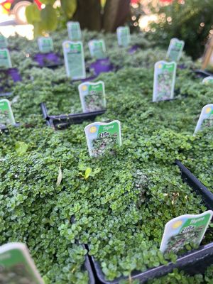 Thyme Elfin (3" herb pot)