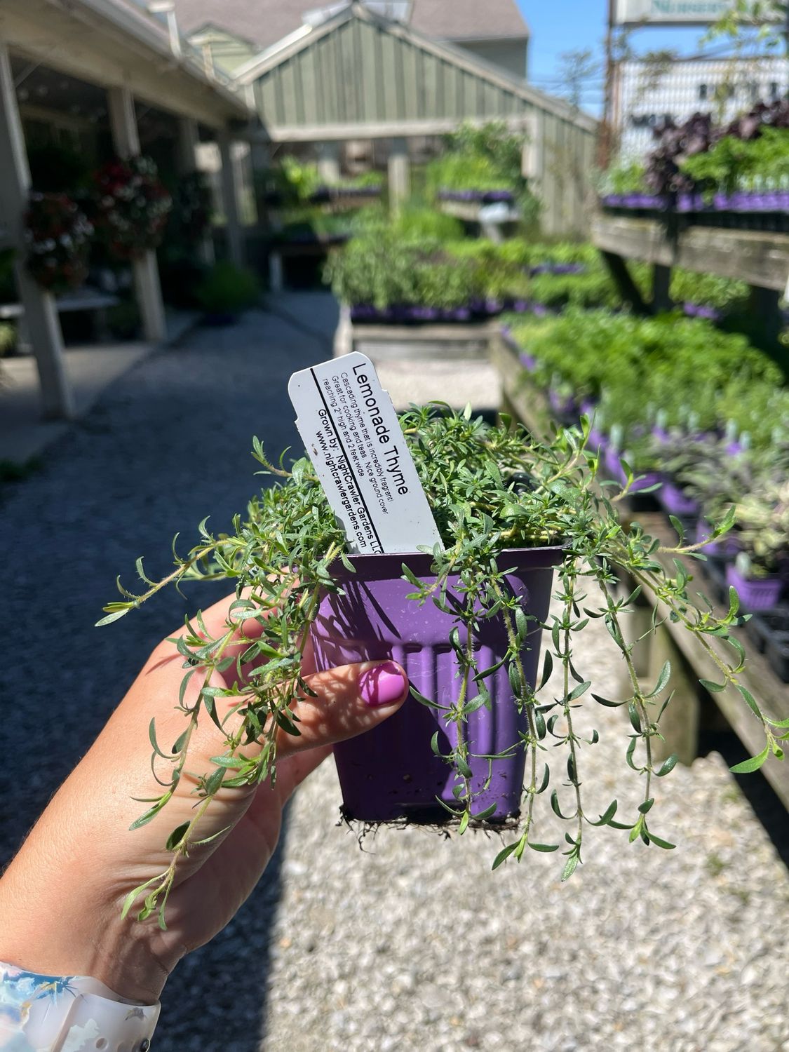 Thyme Lemonade Grow Flow (3" herb pot)