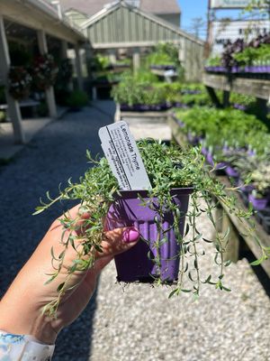 Thyme Lemonade Grow Flow (3" herb pot)