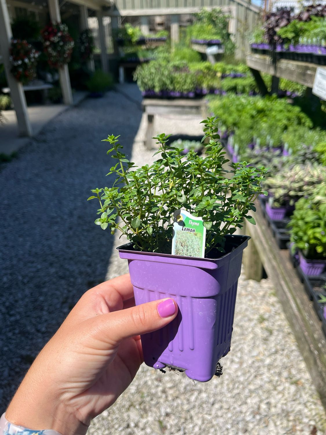 Thyme Lemon (3" herb pot)