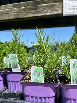 Rosemary Barbecue (3" herb pot)