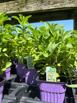 Stevia (3" herb pot)