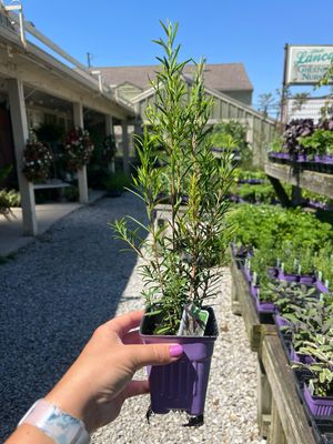 Tea Tree (3" herb pot)