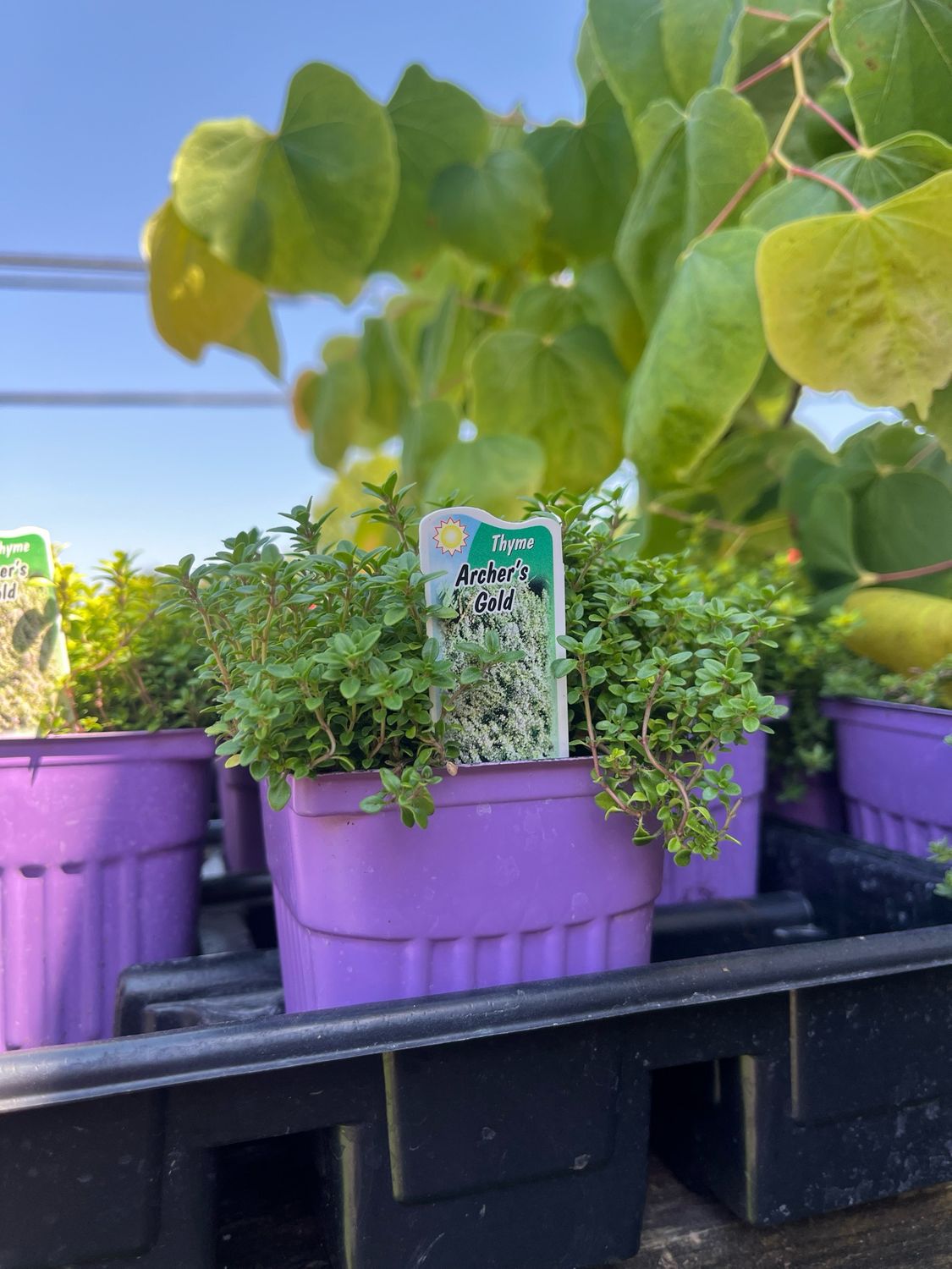 Thyme Archer's Gold (3 Thyme Archer's Gold (3" herb pot)