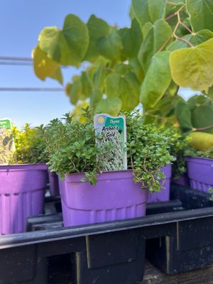 Thyme Archer's Gold (3" herb pot)