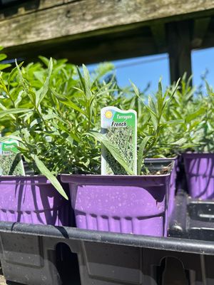 Tarragon French (3" herb pot)