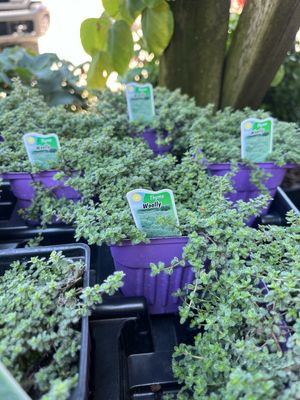 Thyme Wooly (3" herb pot) Thyme Wooly (3" herb pot)