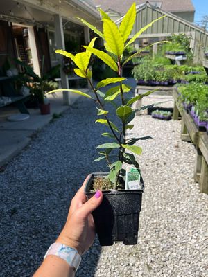 Bay Laurel Tree (6" herb pot) $15.99 Bay Laurel Tree (6" herb pot) $15.99