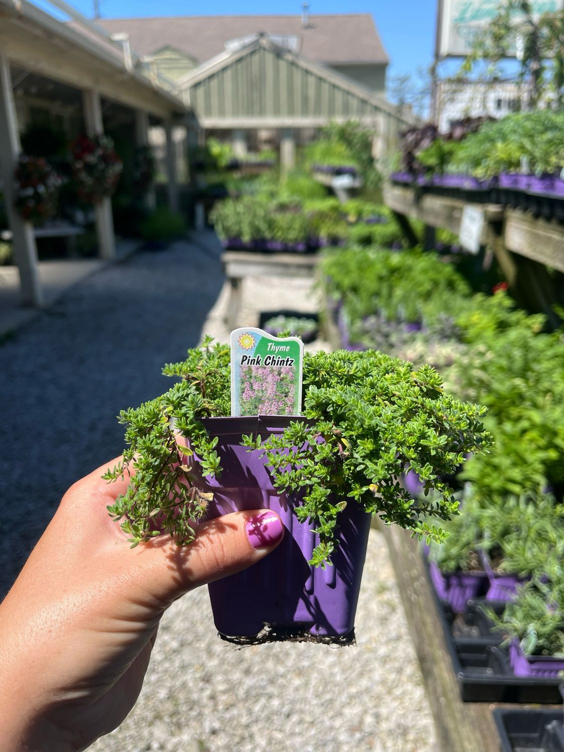 Thyme Pink Chintz (3" herb pot)