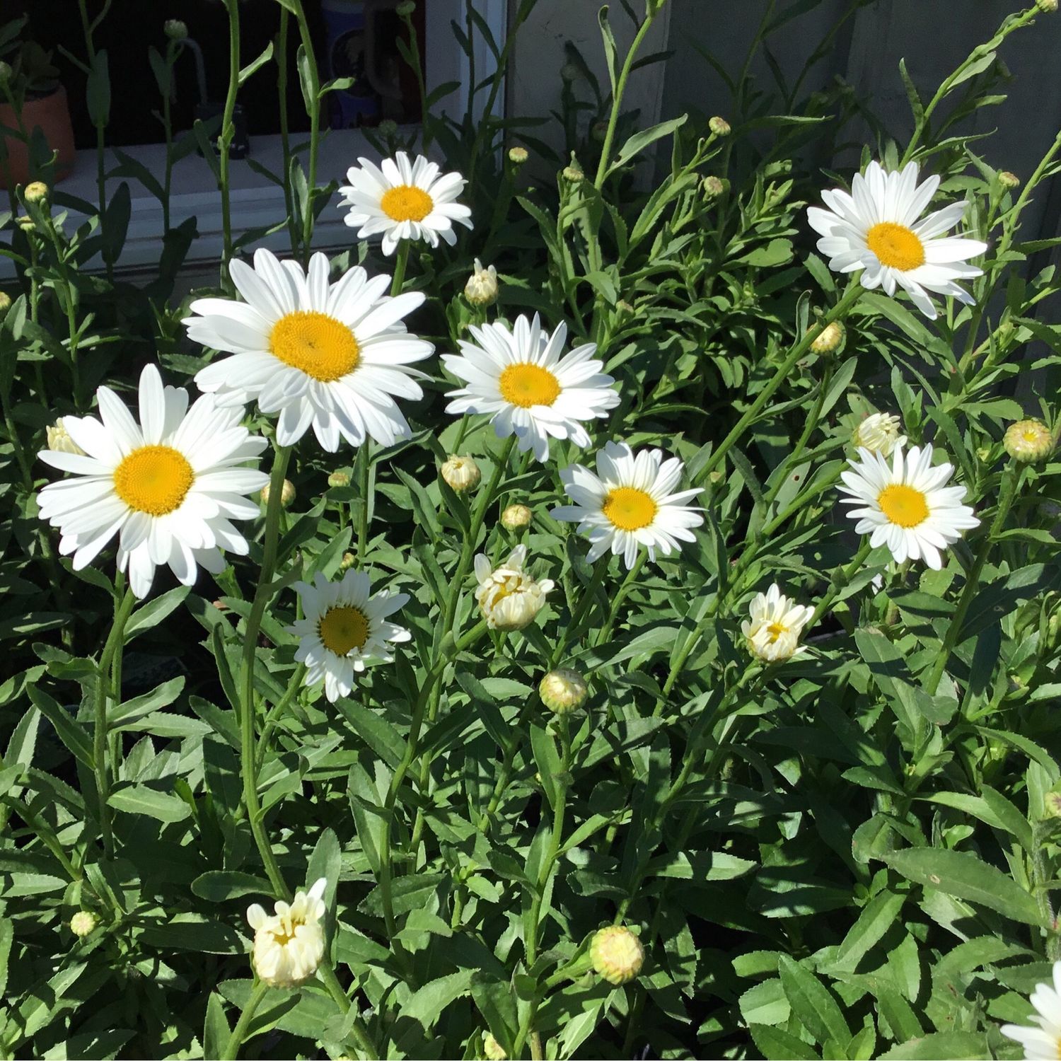 Leucanthemum Becky Shasta Daisy (gallon perennial) $19.99
