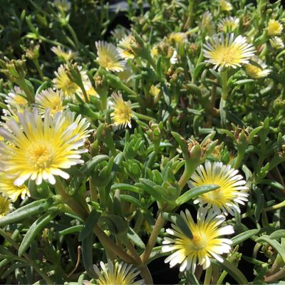 Delosperma Limoncello Wheels of Wonder (quart perennial) $9.99