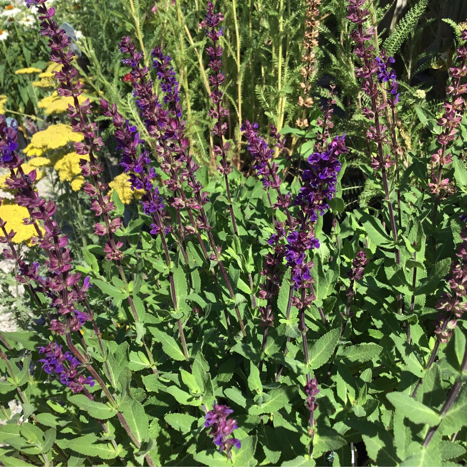 Salvia Caradonna (gallon perennial) $17.99