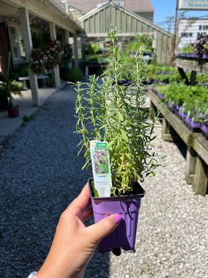 Lavender Bandera Purple (3" herb pot) Lavender Bandera Purple (3" herb pot)