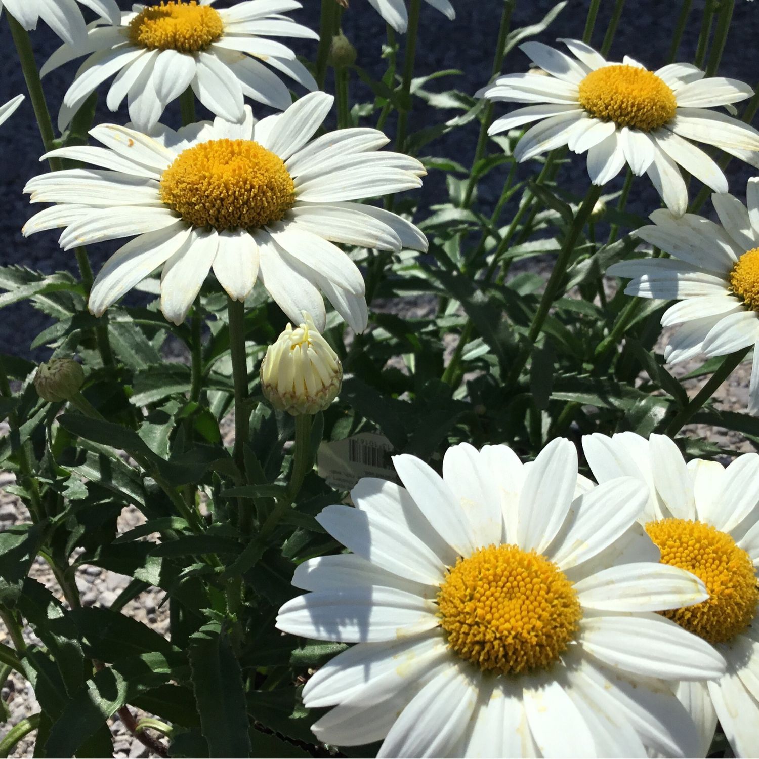 Leucanthemum Snowcap Shasta Daisy (gallon perennial) $17.99