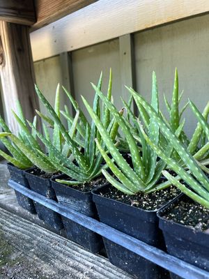 Aloe (3" herb pot)