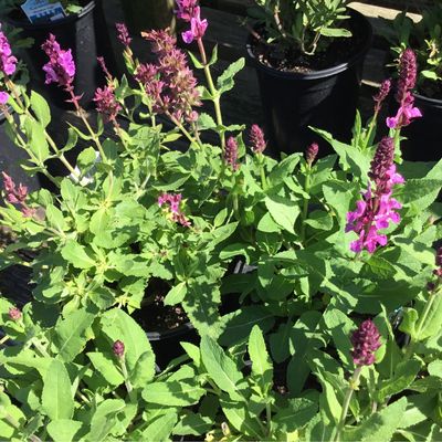 Salvia Rose Marvel (gallon perennial) $19.99