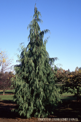 Cedar Weeping Alaskan cham. pendula (10 gallon 5-6') $269.99