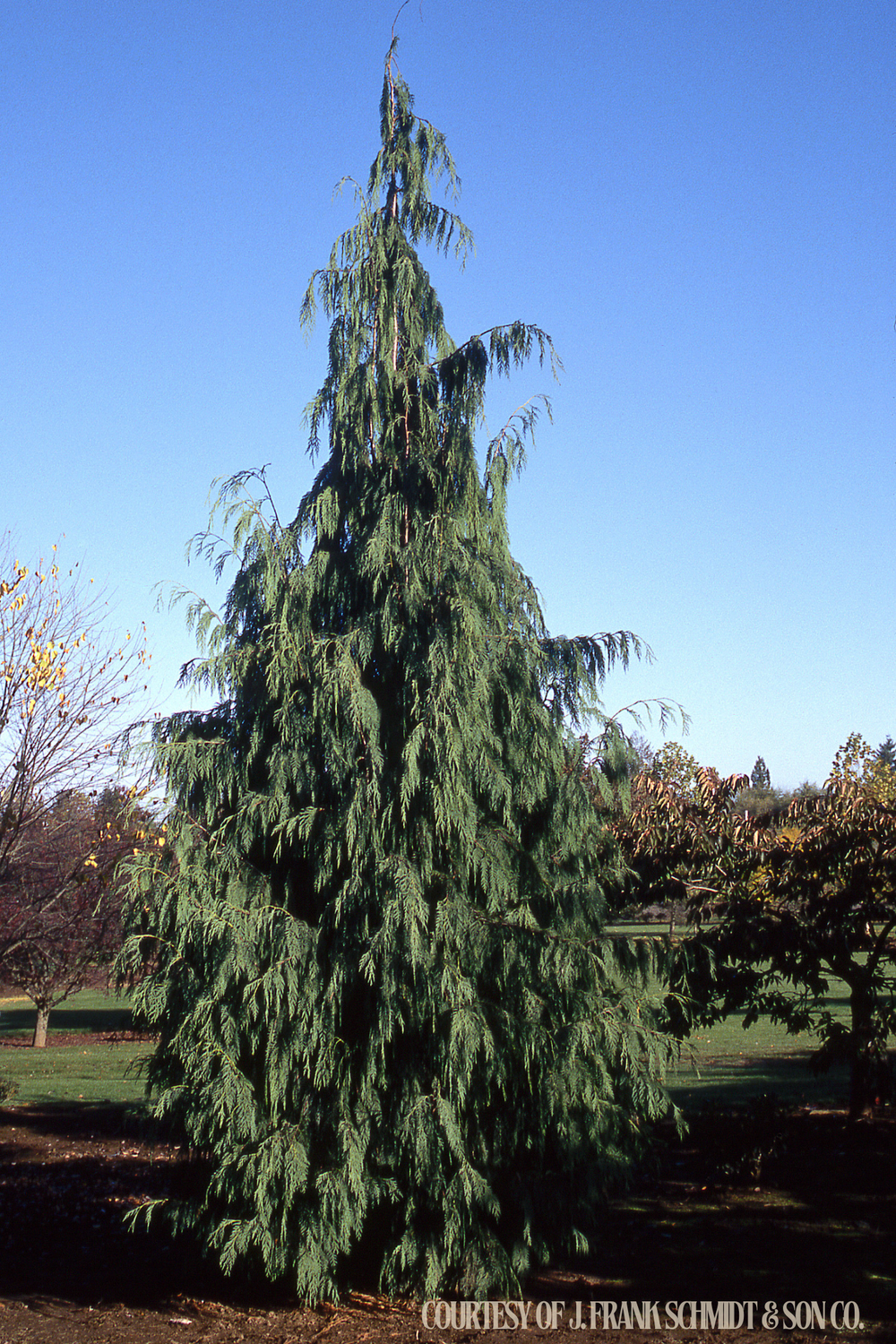 Cedar Weeping Alaskan cham. pendula (8’ b/b) $299.99