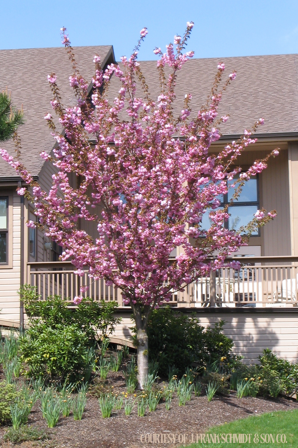 Cherry Kwanzan (20 gallon) $199.99