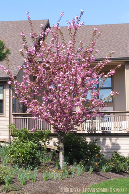 Cherry Kwanzan (20 gallon) $199.99