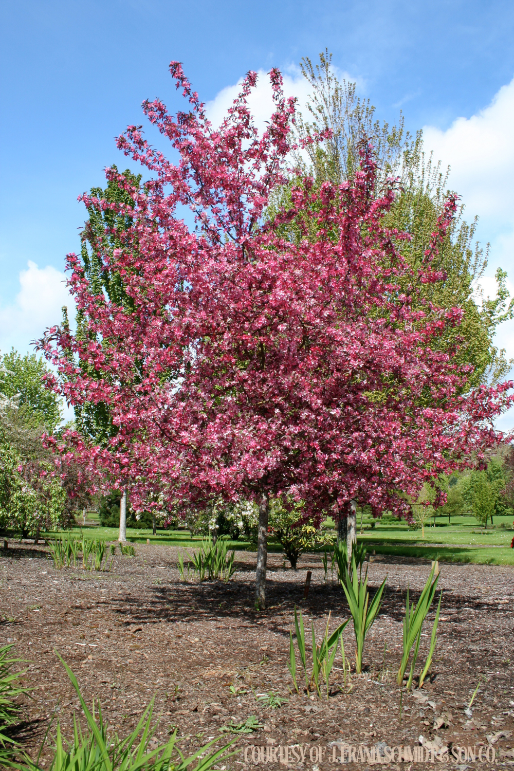Crabapple Royal Raindrops Malus (15 gallon) $199.99