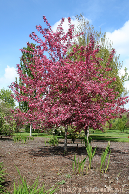 Crabapple Royal Raindrops Malus (15 gallon) $199.99