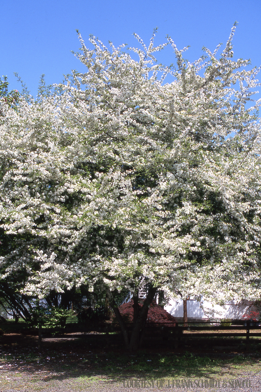 Crabapple Golden Raindrops Malus (15 gallon) $199.99