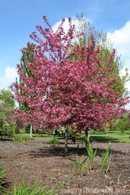 Crabapple Royal Raindrops Malus (7 gallon) $199.99