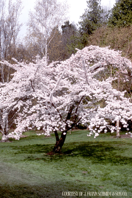 Cherry Yoshino (15 gallon) $199.99