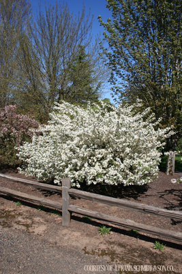 Crabapple Sargentii Malus (15 gallon) $199.99