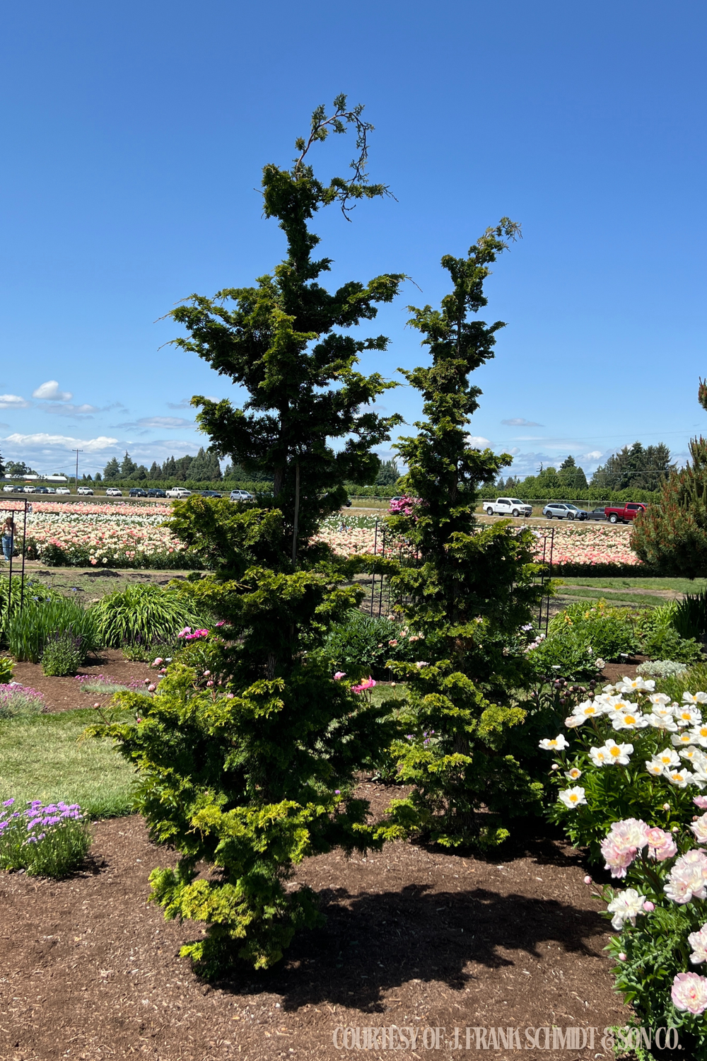 Chamaecyparis obtusa gracillis Slender Hinoki (20 gallon 4-5&#39;) $249.99