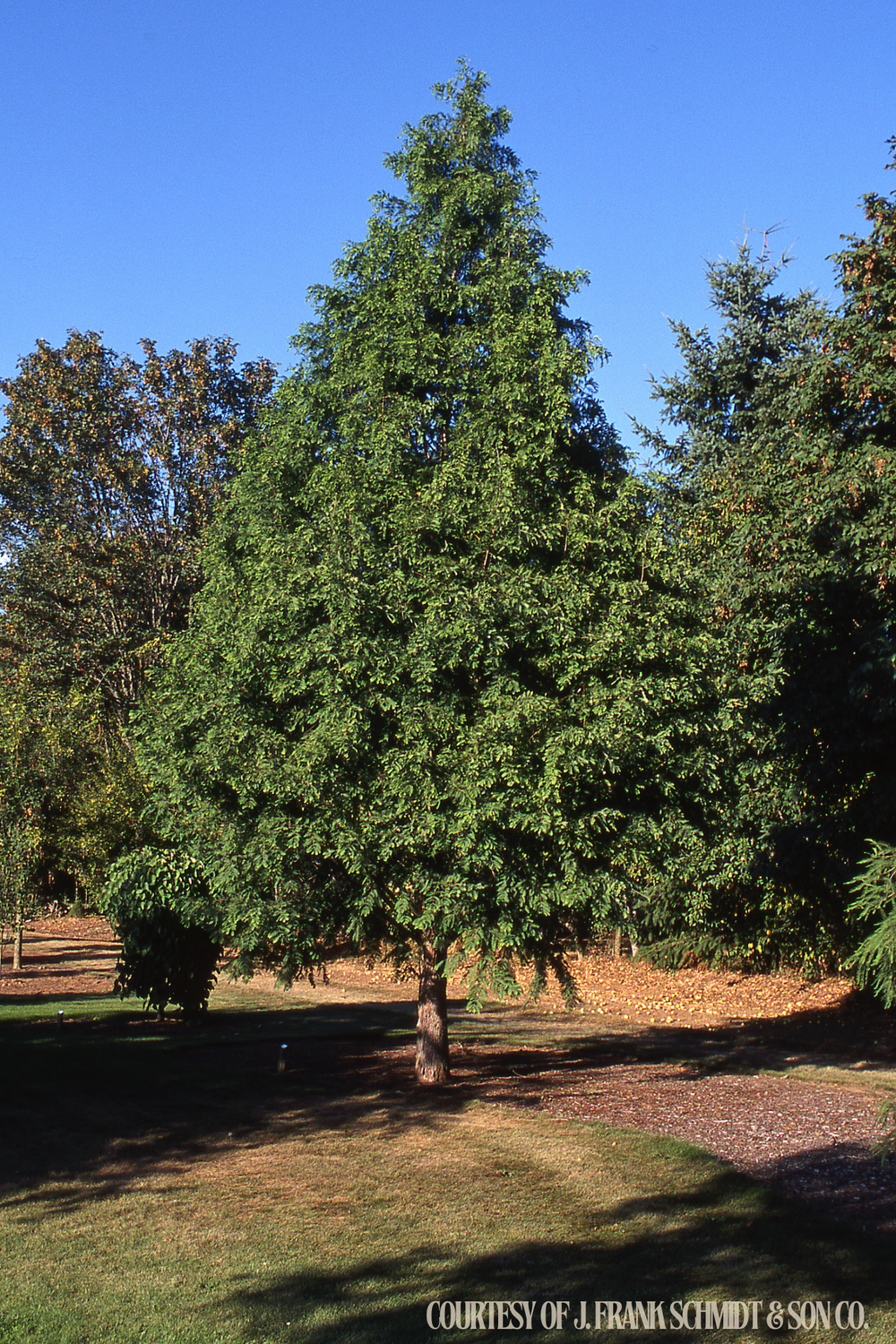 Redwood Dawn (25 gallon 8-10') $239.99