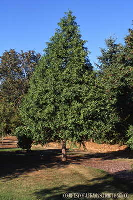 Redwood Dawn (25 gallon 8-10&#39;) $239.99