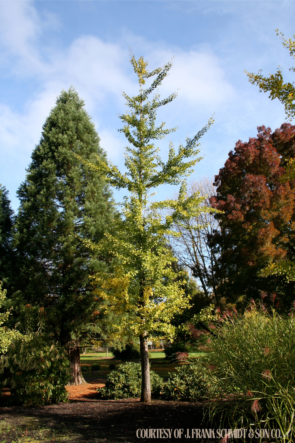 Ginkgo Princeton Sentry (30 gallon) $299.99