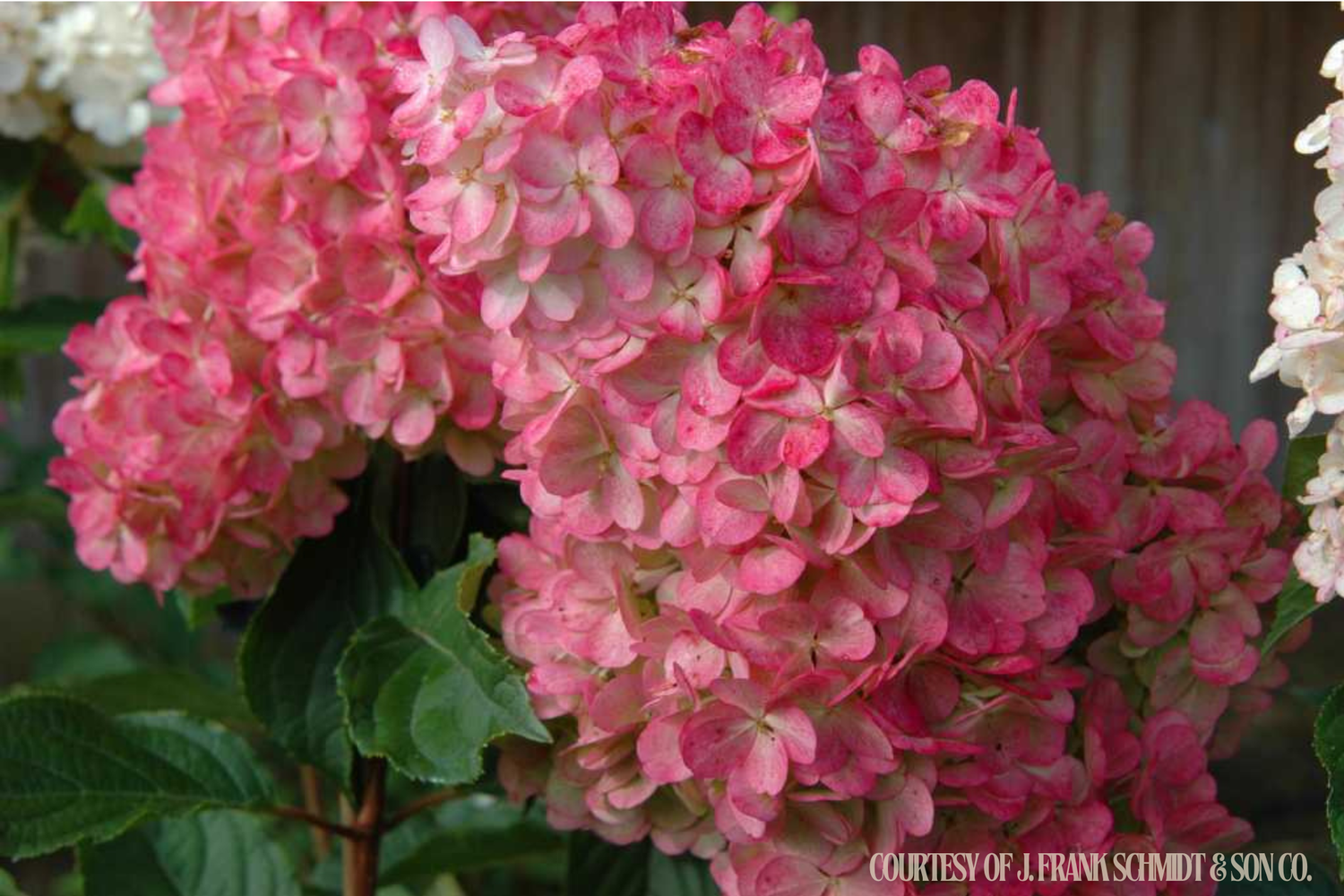 Hydrangea Tree Vanilla Strawberry (7 gallon) $219.99