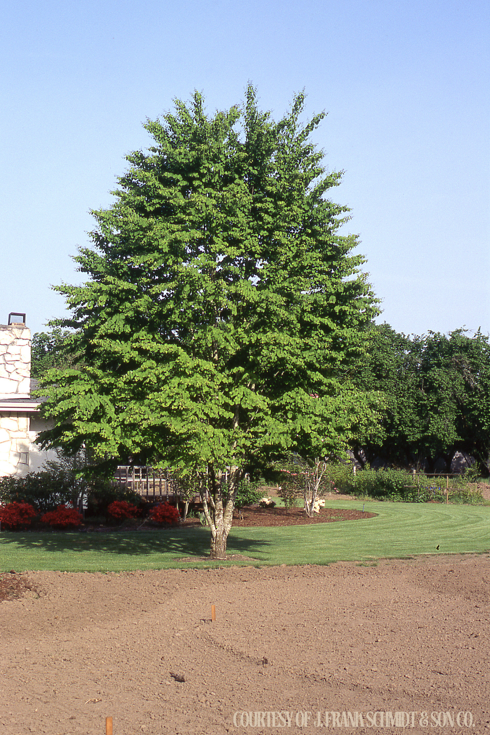 Katsura Tree Cercidiph. Japonicum (20 gallon) $239.99