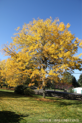 Honeylocust Skyline (20 gallon) $239.99