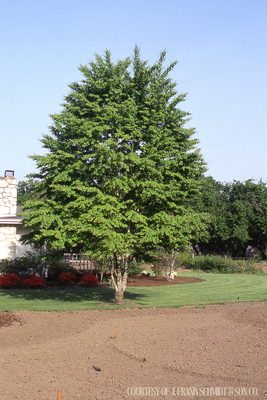 Katsura Tree Cercidiph. Japonicum (20 gallon) $279.99