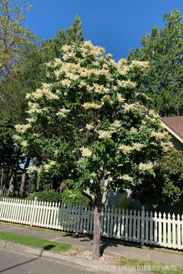Lilac Ivory Silk -Single Stem (7 gallon) $219.99