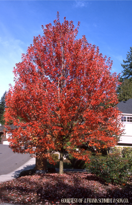 Maple Autumn Blaze (15 gallon) $229.99