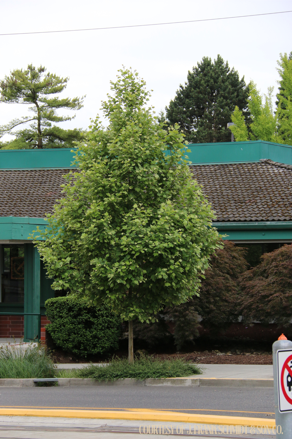 London Planetree Exclamation (30 gallon) $299.99