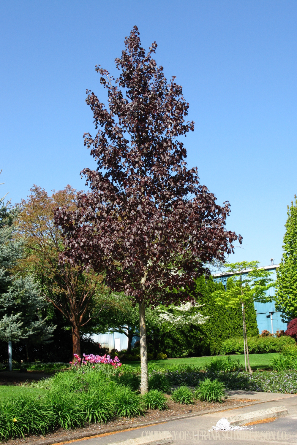 Maple Crimson Sunset (30 gallon) $299.99