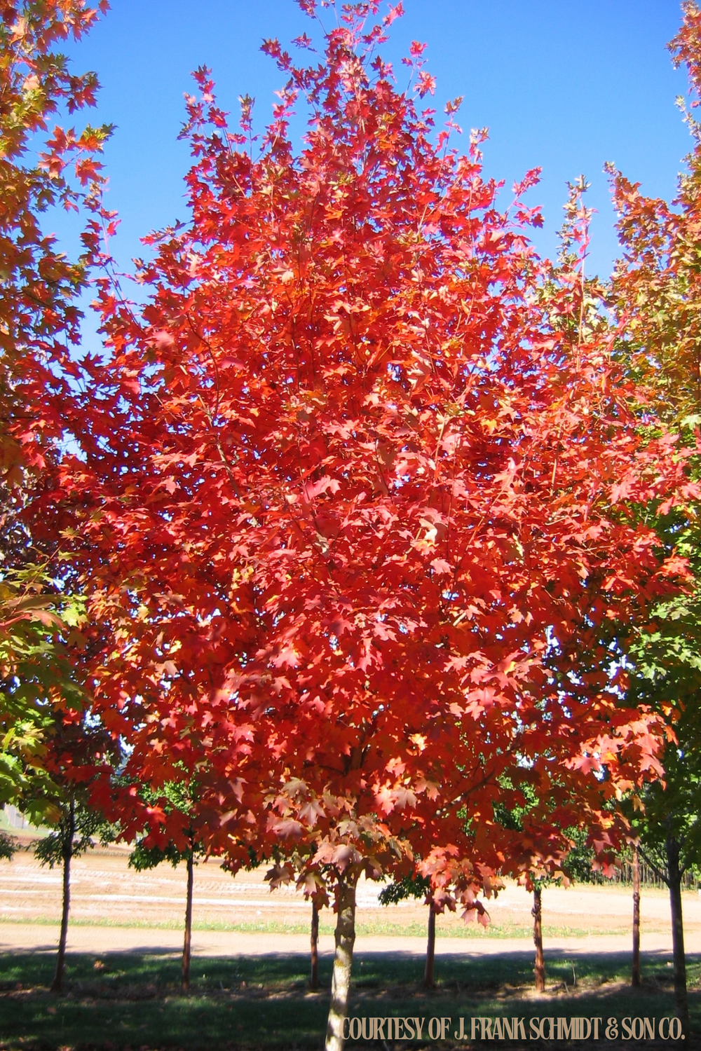 Maple Sugar Flashfire (30 gallon) $249.99