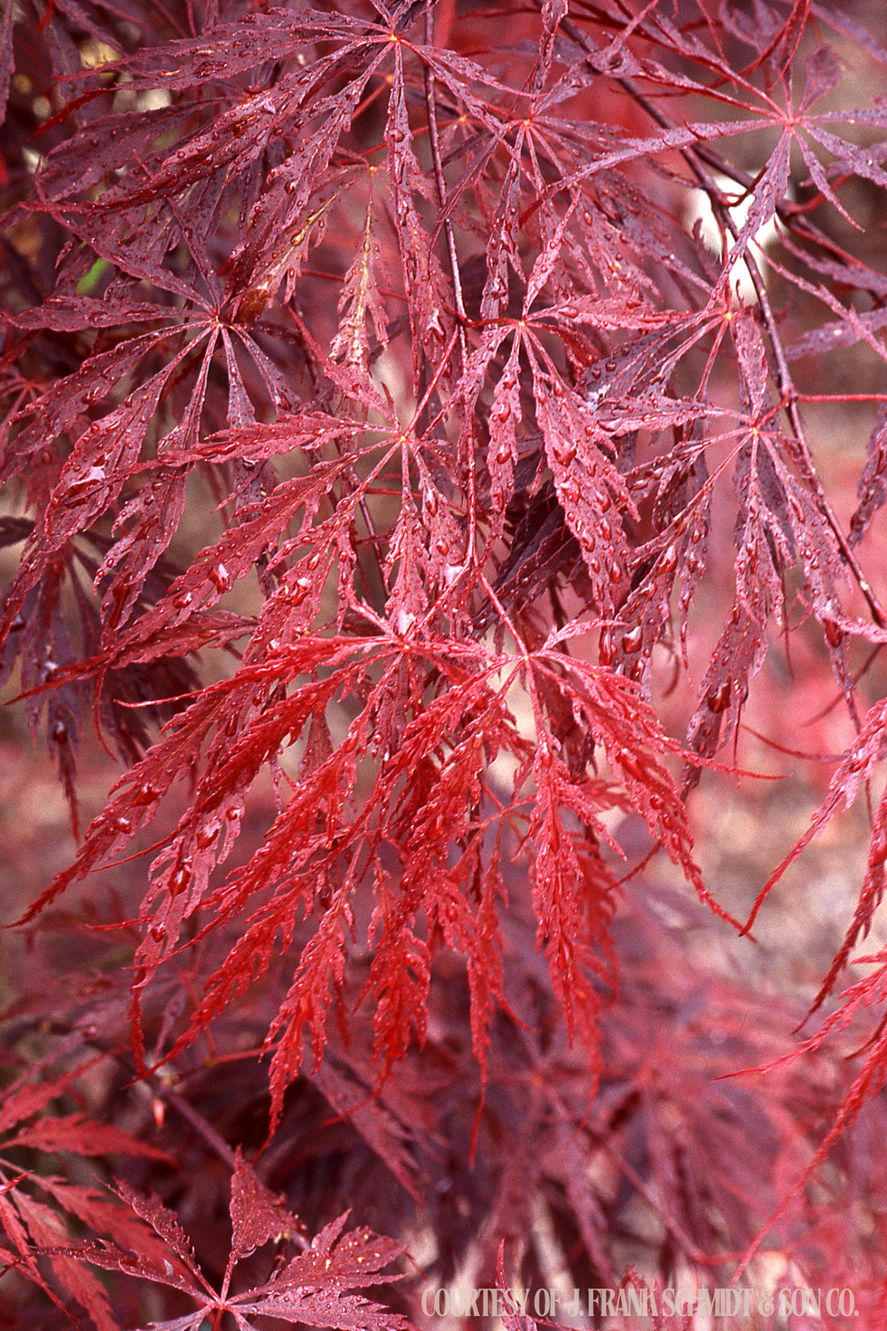 Mapleです。 Blue Japanese Maple Tree 10 Seeds Are Hulled for Faster