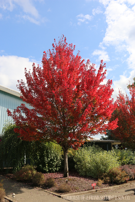 Maple Red Pointe (15 gallon) $229.99