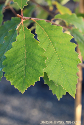 Oak Chinkapin (15 gallon) $239.99