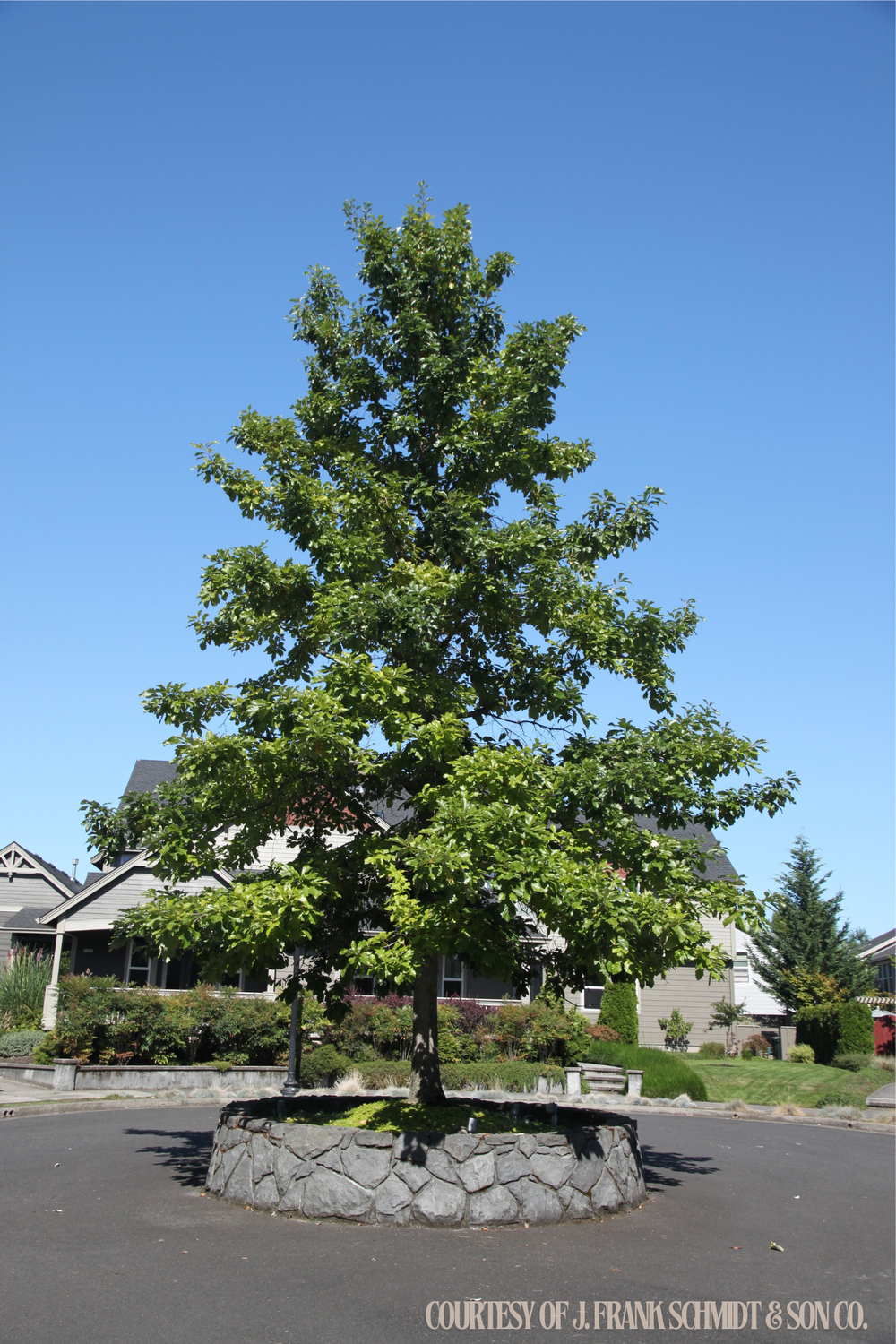 Oak Swamp White (20 gallon) $239.99